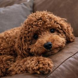 Winston - Goldendoodle