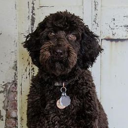 Gingko - Australian Labradoodle