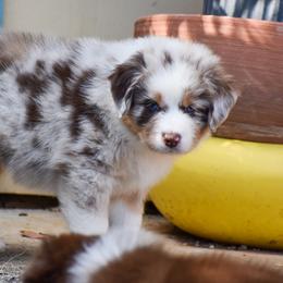 Australian Shepherd Puppies from Dream E River Ranch