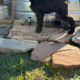Oscar - Black male Giant Schnauzer puppy in Bois D’arc, Missouri from Down Low Kennels