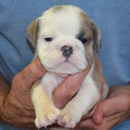 Faith - Fawn and white female Bulldog puppy in Clarinda, Iowa from Stimson Bulldogs
