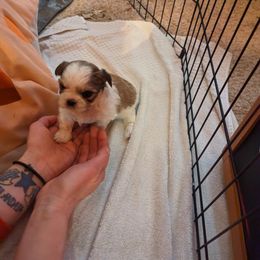 "Bernadette Peters " Shih Tzu Puppies from We Shih Tzu Not!