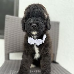 White collar - Black female Goldendoodle puppy in Collier County, Florida from My perfect doodle