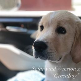 Scottie - Golden Golden Retriever puppy in Connecticut from SolarWind