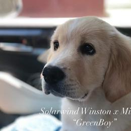 Scottie - Golden Golden Retriever puppy in Connecticut from SolarWind