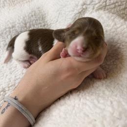 Winnie - Piebald female Dachshund puppy in Hesperia, California from Teenie Tiny Doxies