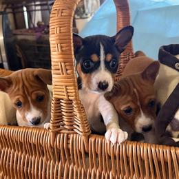 Boy 1 - male Basenji puppy in Tucson, Arizona from Wild West Basenjis