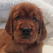 Irish Setters from Lakeside Irish Setters