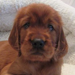 Irish Setters from Lakeside Irish Setters