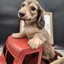 River - Sable female Dachshund puppy in Smallett, Missouri from Doxie Holler
