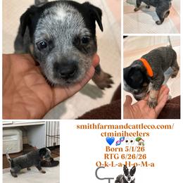 Orange - Blue male Australian Cattle Dog puppy in Chelsea, Oklahoma from CT Mini Heelers