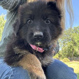 Girl 2 - Black and red female German Shepherd puppy in Galt, California from At Redwood Runs
