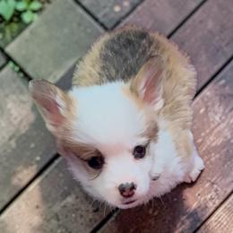 Yellow Collar - Red male Pembroke Welsh Corgi puppy in Abingdon, Virginia from Em-K Kennels