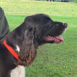 Scarlett - English Springer Spaniel
