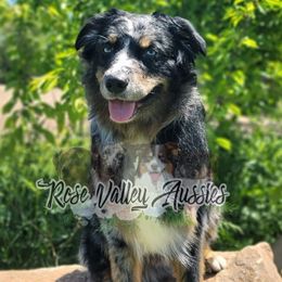 Touhley - Australian Shepherd