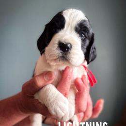 Lightning - Black and white male English Springer Spaniel puppy in Tupalo, Mississippi from Butterfield Trail Farm