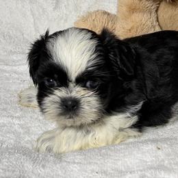 Snoopy - Black and white male Shih Tzu puppy in Ocala, Florida from Mimi's Shih-tzus of Ocala