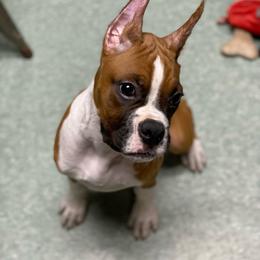 Hunter - Fawn male Boxer puppy in Butler, Pennsylvania from Schaible's Boxer Huddle