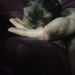 Shih Tzu and Yorkshire Terrier All Grown Up from Empire Yorkies