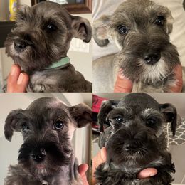 Miniature Schnauzer puppies from Santa Clarita’s Miniature Schnauzers