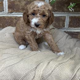 Girl 3 - female Cockapoo puppy in Ephrata, Pennsylvania from Windy Ridge Cockapoos