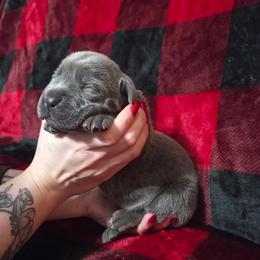 Boy 1 - Gray male Cane Corso puppy in Mason City, Illinois from Red Wood Cane Corso