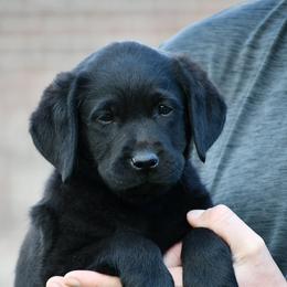 Yellow female - Black female Labrador Retriever puppy in Mississippi from Sure Shot English Labs