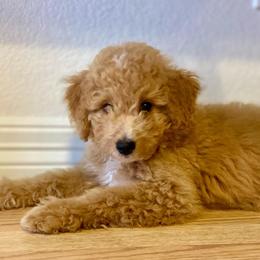 Harry - Apricot male Goldendoodle puppy in Bentonville, Arkansas from Bentonville Doodles