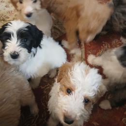 Oscar - Black male Goldendoodle puppy in Pleasant Hill, Iowa from Courtney Nicole's Mal Shihs & Goldendoodles
