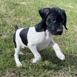 Cowboy - Black and white male German Shorthaired Pointer puppy in Hot Springs, Virginia from Thunder Mountain Gun Dogs