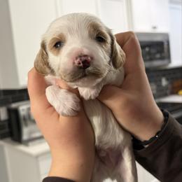 Ollie - White male Cavapoo puppy in Pasco, Washington from Beth's Cavapoos