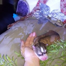 Siberian Husky Puppies from Blue Moon Siberian Husky Haven