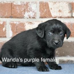 Purple female - Black female Labrador Retriever puppy in Mississippi from Sure Shot English Labs