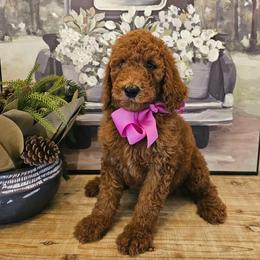 Magenta female - Red  female Goldendoodle puppy in Haughton, Louisiana from Bailey’s Cajun Canines