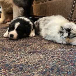 Australian Shepherd Puppies from Fallfire Farm