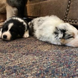 Australian Shepherd Puppies from Fallfire Farm