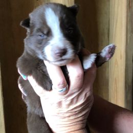 Ember - Agouti and white female Siberian Husky puppy in Thomasville, Georgia from Southern Blues Siberian Huskies