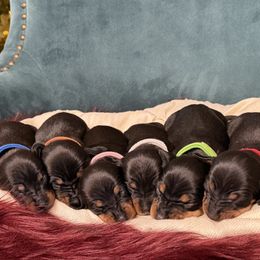 Dachshund puppies from 806 Mini Doxies
