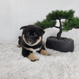 Sora - Black and tan female Shiba Inu puppy in Sacramento, California from Shiba Inu of Matrix