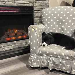 Noel - Black and white female American Corgi puppy in Temple, Texas from Silver Moon Cardigan and American Corgis
