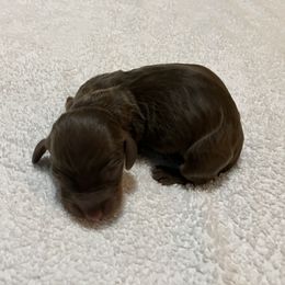 Undecided - Chocolate and tan male Dachshund puppy in Mocksville, North Carolina from The Dachs of Hazzard Dachshunds