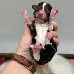 Rosebud (Bud) - Brown and white male Aussiedoodle puppy in Austin, Texas from Doodles of Central Texas