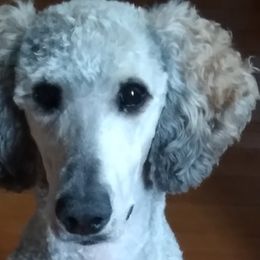 Bernedoodles, Cavapoos, and Poodles from Positively Doodles