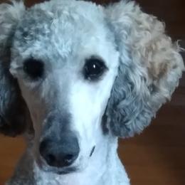 Bernedoodles, Cavapoos, and Poodles from Positively Doodles