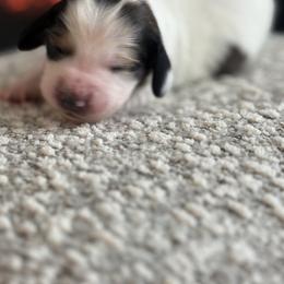 Amelia - Piebald female Dachshund puppy in Vancouver, Washington from Cascade Minis