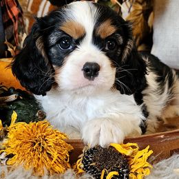 Harley - Tri-color male Cavalier King Charles Spaniel puppy in Marshfield, Missouri from Puppyloversplace
