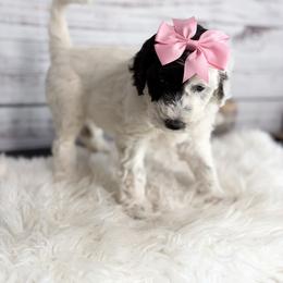 Nieve - Black and white female Sheepadoodle puppy in Nixa, Missouri from Davis Family Doodles
