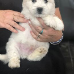 Coton de Tulear Puppies from Lori Brock