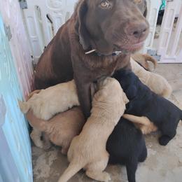 Aussiedoodle, Goldendoodle, and Labradoodle Puppies from Loving Doodle