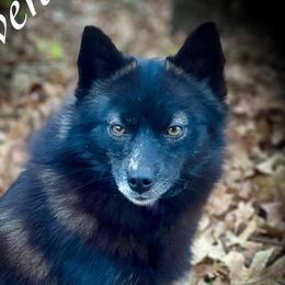 Raven - Pomsky